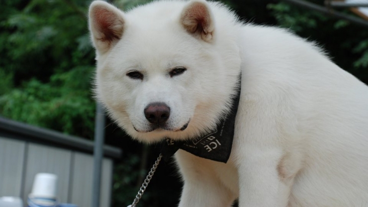 Ces 10 Races Chiens Sont Parmi Les Plus Onéreuses