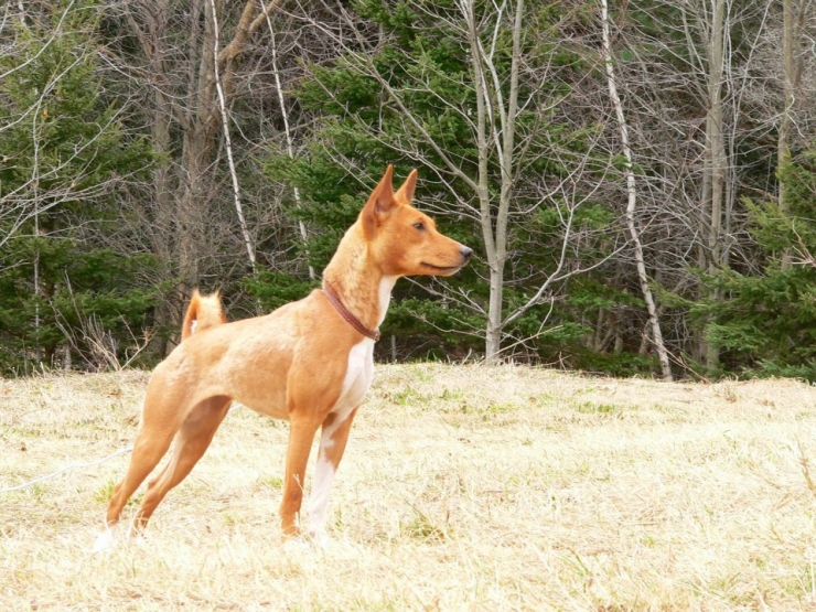Illustration de l'article : Ces 10 races chiens sont parmi les plus onéreuses
