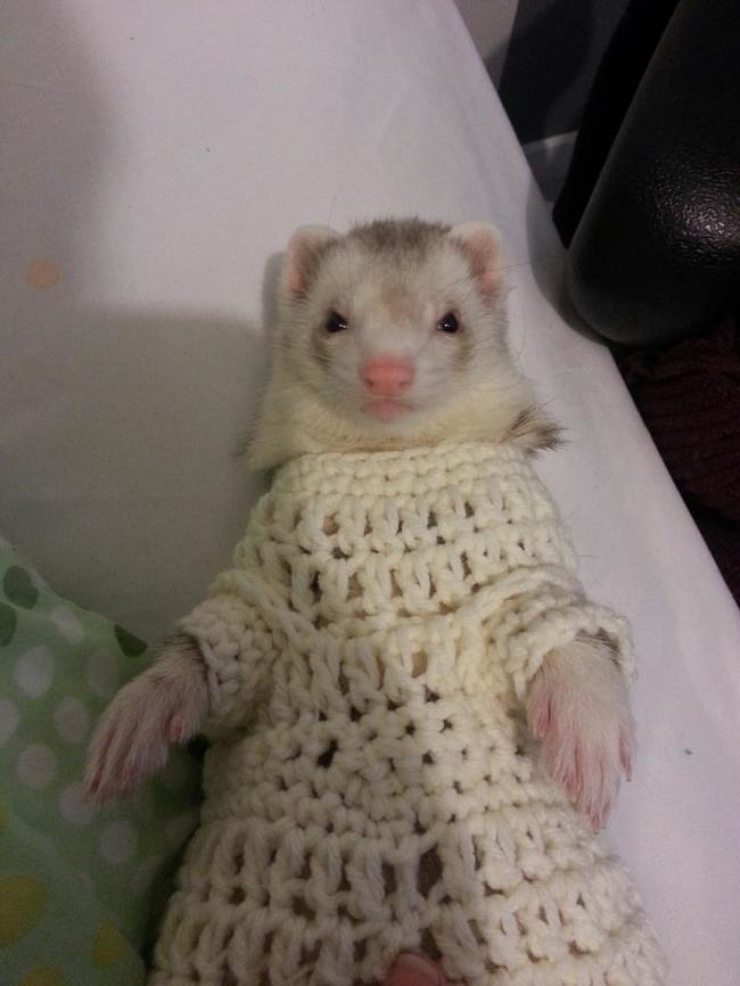 Illustration de l'article : Ces 26 animaux coquets et bien au chaud avec leurs petits pulls en laine