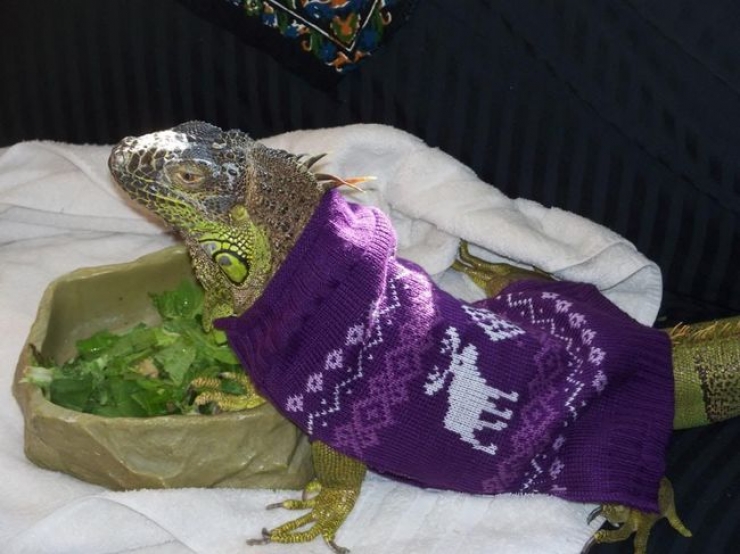 Illustration de l'article : Ces 26 animaux coquets et bien au chaud avec leurs petits pulls en laine