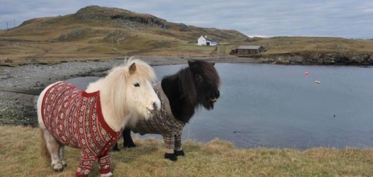 Illustration de l'article : Ces 26 animaux coquets et bien au chaud avec leurs petits pulls en laine
