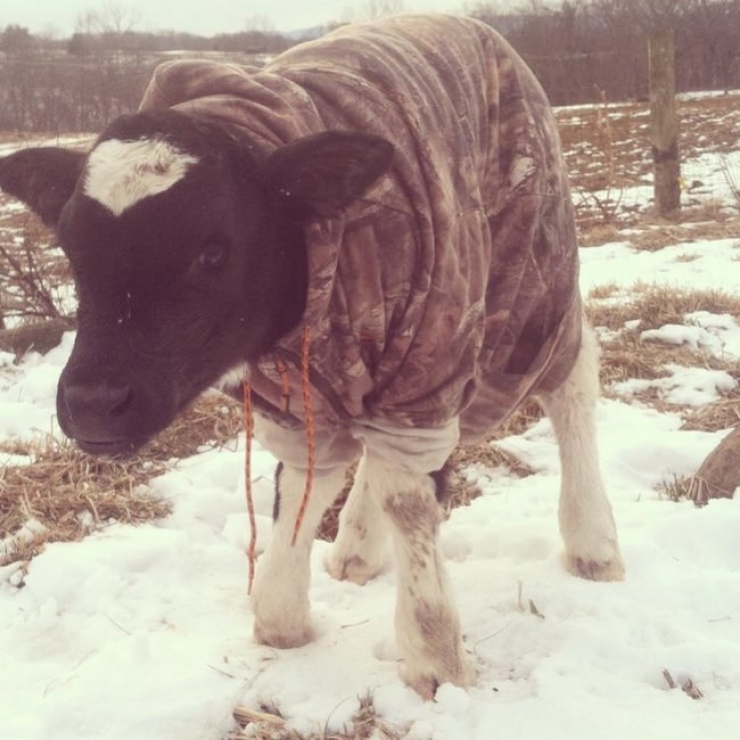 Illustration de l'article : Ces 26 animaux coquets et bien au chaud avec leurs petits pulls en laine