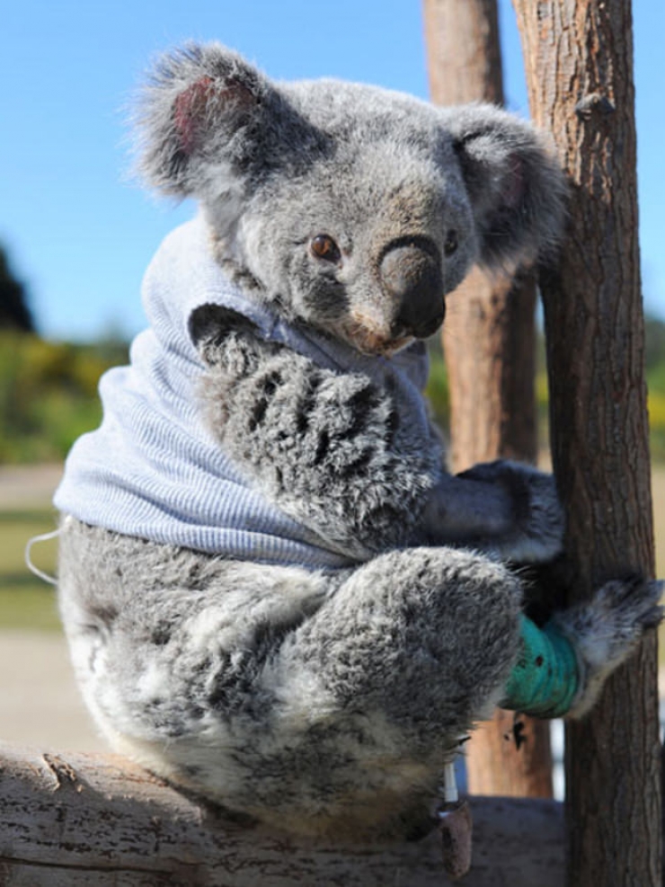 Illustration de l'article : Ces 26 animaux coquets et bien au chaud avec leurs petits pulls en laine