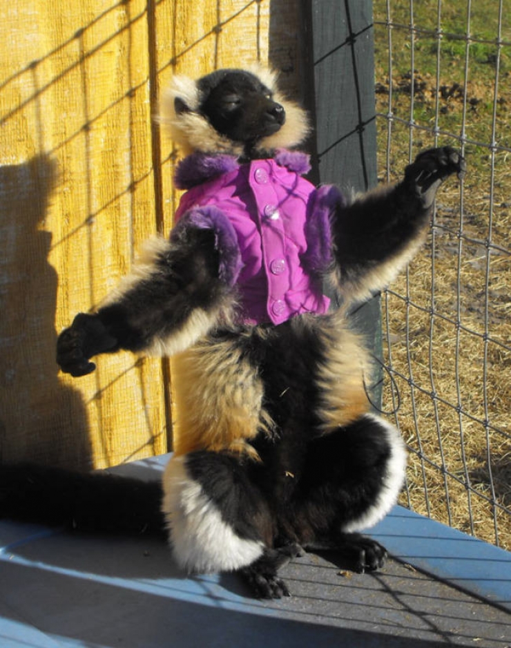 Illustration de l'article : Ces 26 animaux coquets et bien au chaud avec leurs petits pulls en laine