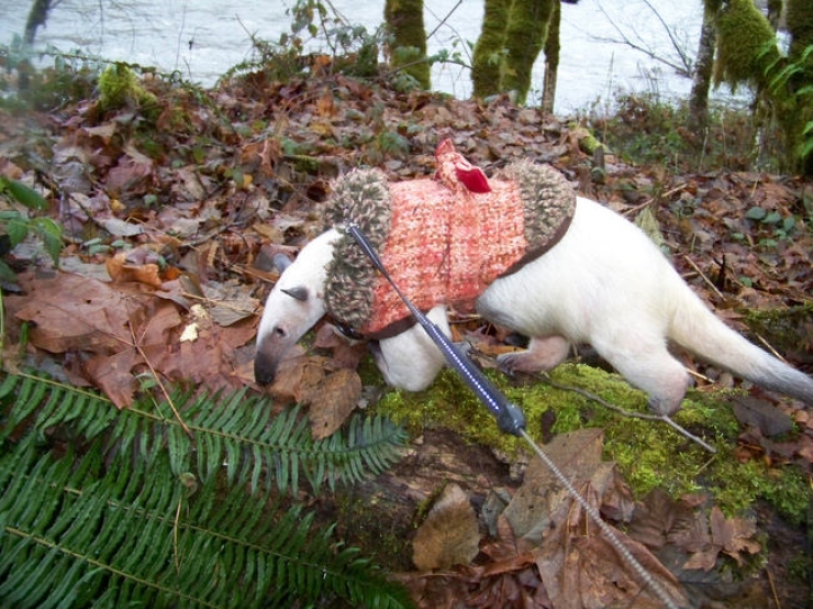 Illustration de l'article : Ces 26 animaux coquets et bien au chaud avec leurs petits pulls en laine