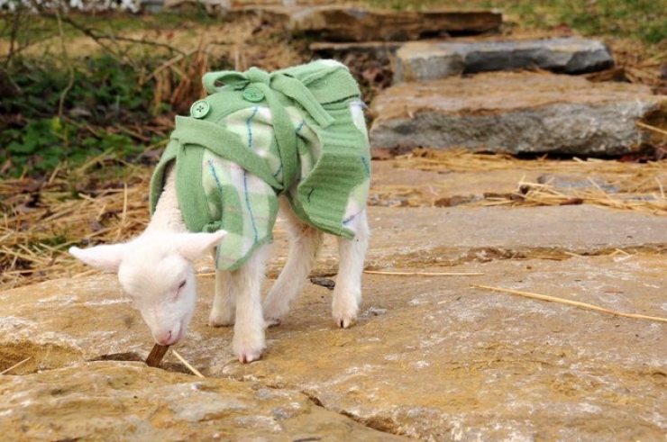 Illustration de l'article : Ces 26 animaux coquets et bien au chaud avec leurs petits pulls en laine