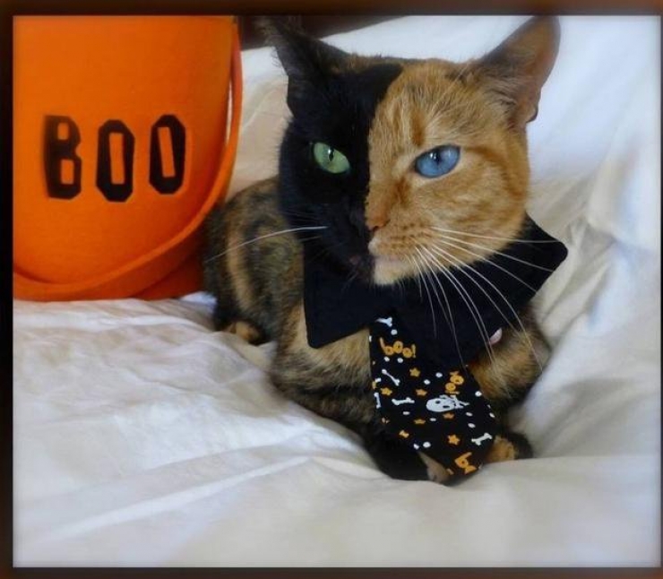 Illustration de l'article : Difficile à croire, mais ces 26 photos n'ont pas été retouchées