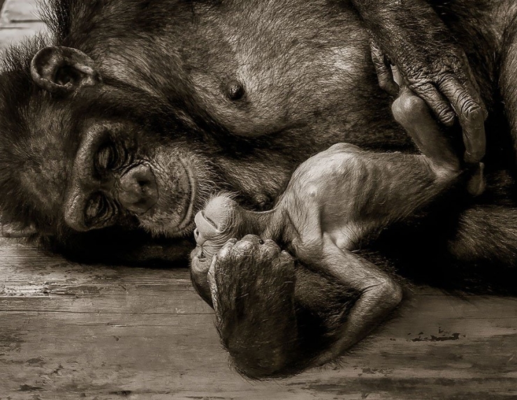 Illustration de l'article : 22 superbes photos d'animaux posant en famille