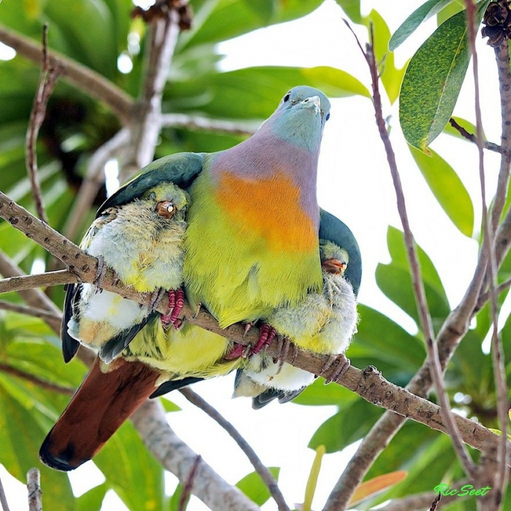 Illustration de l'article : 22 superbes photos d'animaux posant en famille