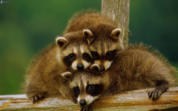 Illustration de l'article : 22 superbes photos d'animaux posant en famille