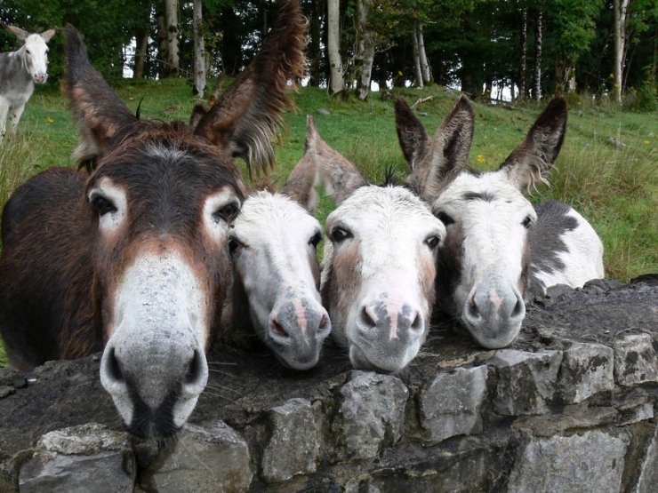 Illustration de l'article : 22 superbes photos d'animaux posant en famille