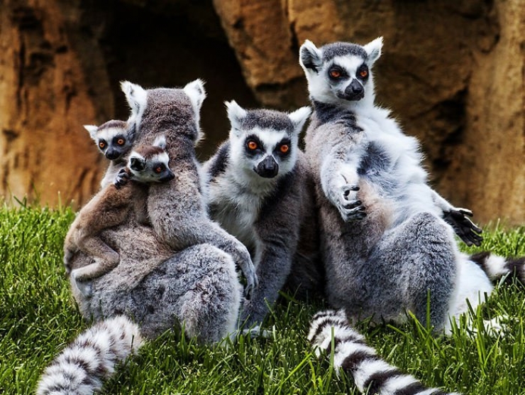 Illustration de l'article : 22 superbes photos d'animaux posant en famille
