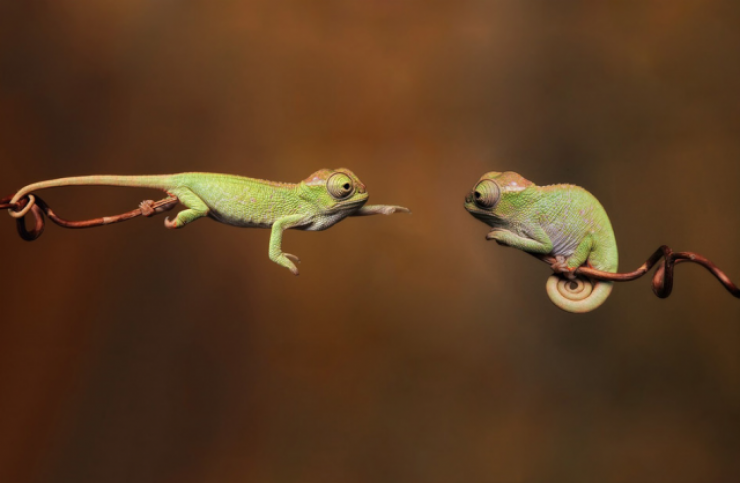 Illustration de l'article : 31 clich&eacute;s d'animaux r&eacute;alis&eacute;s &agrave; point nomm&eacute;