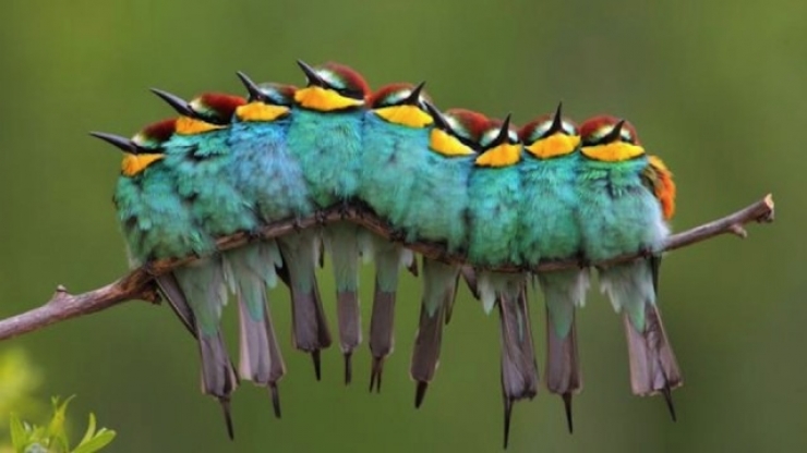 Illustration de l'article : 31 clich&eacute;s d'animaux r&eacute;alis&eacute;s &agrave; point nomm&eacute;