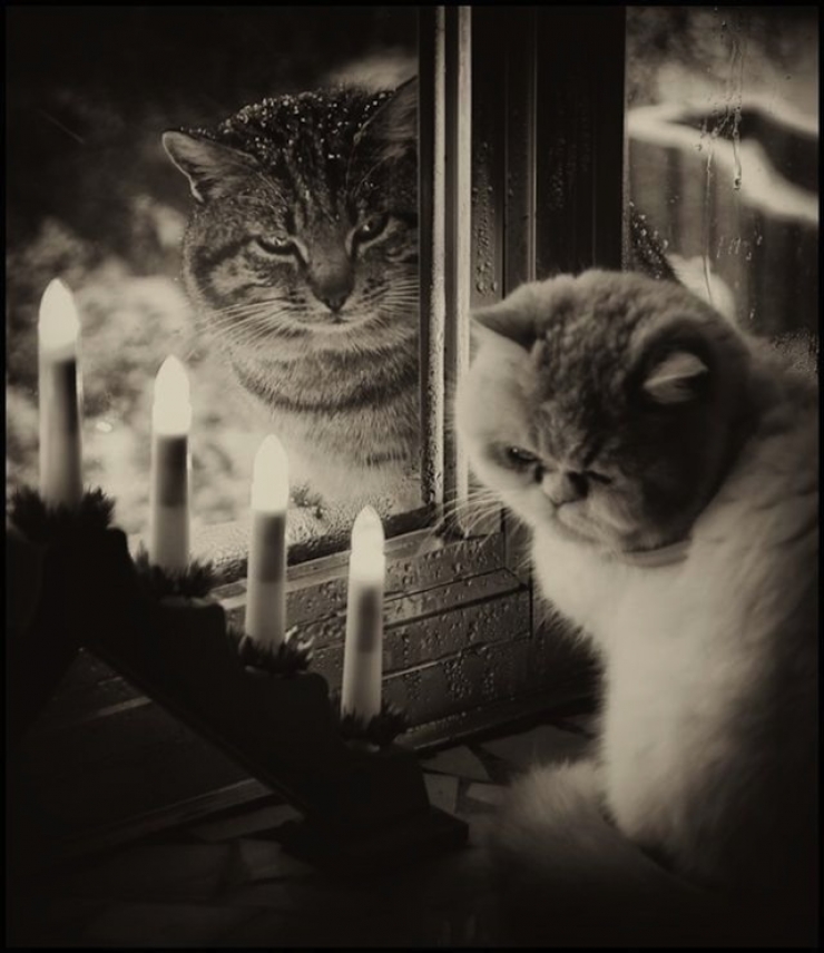 Illustration de l'article : 31 clich&eacute;s d'animaux r&eacute;alis&eacute;s &agrave; point nomm&eacute;