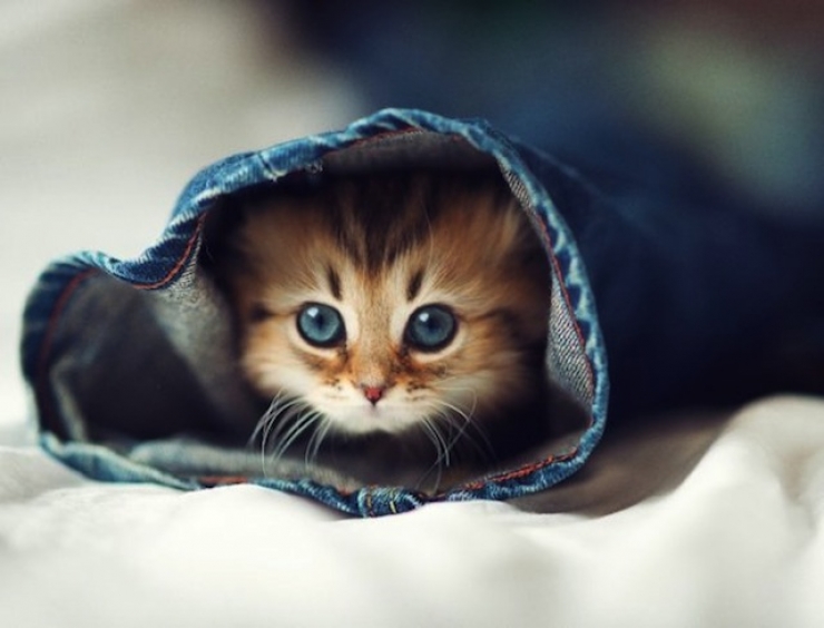 Illustration de l'article : 31 clich&eacute;s d'animaux r&eacute;alis&eacute;s &agrave; point nomm&eacute;