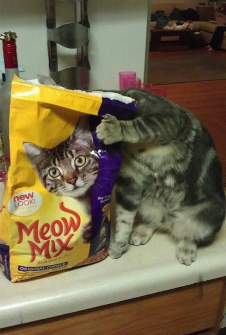 Illustration de l'article : 31 clich&eacute;s d'animaux r&eacute;alis&eacute;s &agrave; point nomm&eacute;