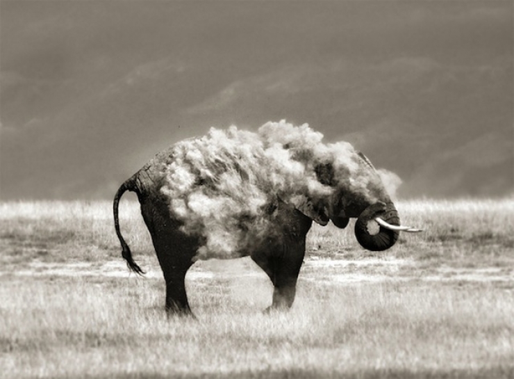 Illustration de l'article : 31 clich&eacute;s d'animaux r&eacute;alis&eacute;s &agrave; point nomm&eacute;