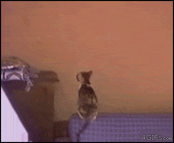 Illustration de l'article : 23 images qui montrent que rien n'arrête un chat déterminé