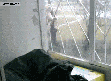 Illustration de l'article : 23 images qui montrent que rien n'arrête un chat déterminé