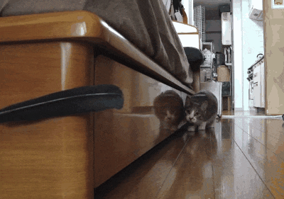 Illustration de l'article : 23 images qui montrent que rien n'arrête un chat déterminé