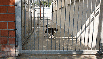 Illustration de l'article : 23 images qui montrent que rien n'arrête un chat déterminé