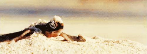 Illustration de l'article : Les Tortues Ninja n'ont qu'à bien se tenir : ces 7 vraies tortues vont tout déchirer !