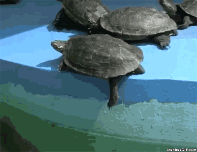 Illustration de l'article : Les Tortues Ninja n'ont qu'à bien se tenir : ces 7 vraies tortues vont tout déchirer !