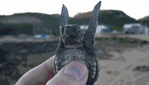 Illustration de l'article : Les Tortues Ninja n'ont qu'à bien se tenir : ces 7 vraies tortues vont tout déchirer !