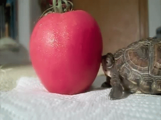 Illustration de l'article : Les Tortues Ninja n'ont qu'à bien se tenir : ces 7 vraies tortues vont tout déchirer !