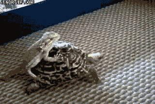 Illustration de l'article : Les Tortues Ninja n'ont qu'à bien se tenir : ces 7 vraies tortues vont tout déchirer !