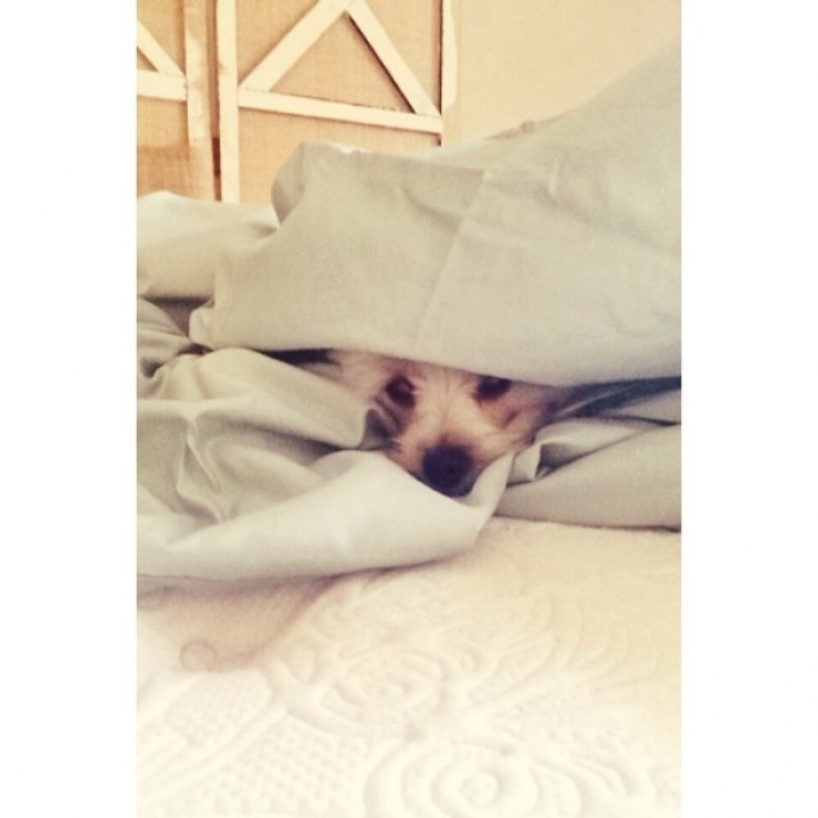 Illustration de l'article : 20 chiens qui ne quitteraient leurs nids chauds et douillets pour rien au monde