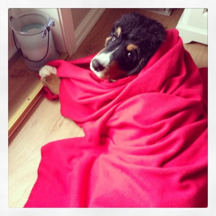 Illustration de l'article : 20 chiens qui ne quitteraient leurs nids chauds et douillets pour rien au monde