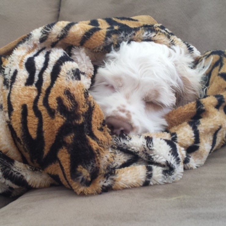 Illustration de l'article : 20 chiens qui ne quitteraient leurs nids chauds et douillets pour rien au monde