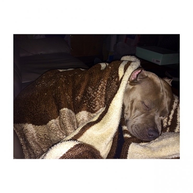 Illustration de l'article : 20 chiens qui ne quitteraient leurs nids chauds et douillets pour rien au monde