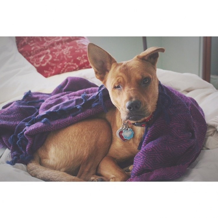 Illustration de l'article : 20 chiens qui ne quitteraient leurs nids chauds et douillets pour rien au monde