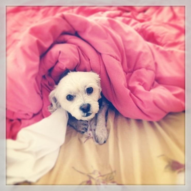 Illustration de l'article : 20 chiens qui ne quitteraient leurs nids chauds et douillets pour rien au monde