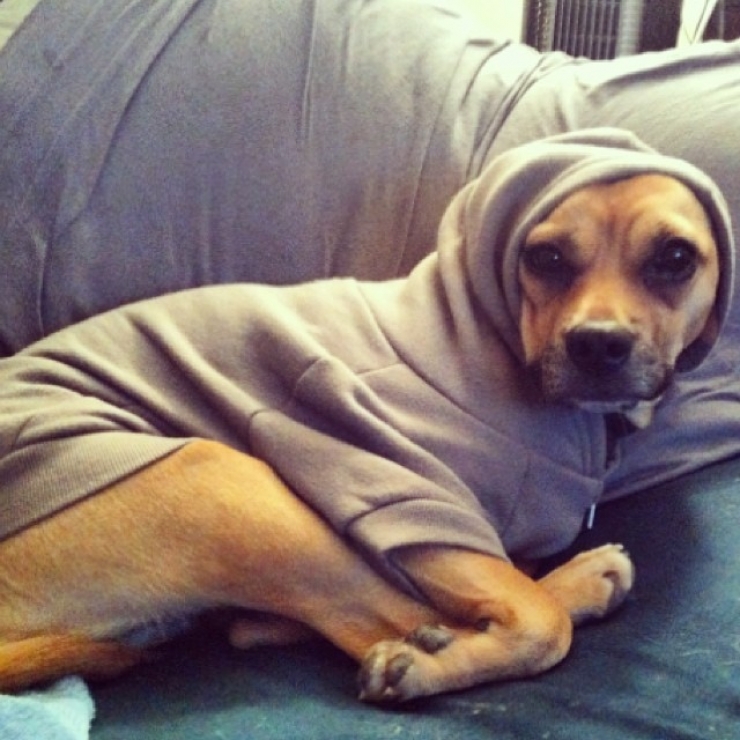 Illustration de l'article : 20 chiens qui ne quitteraient leurs nids chauds et douillets pour rien au monde