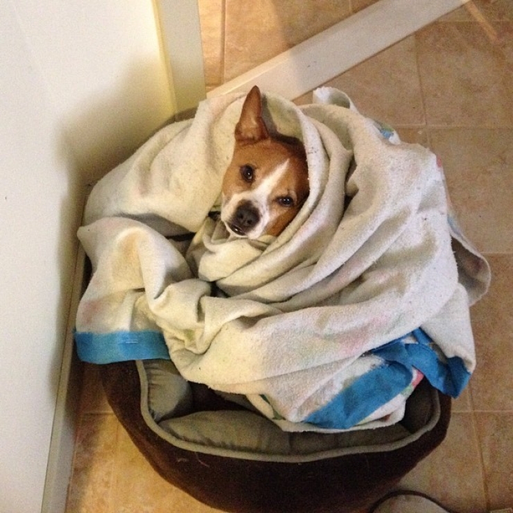 Illustration de l'article : 20 chiens qui ne quitteraient leurs nids chauds et douillets pour rien au monde