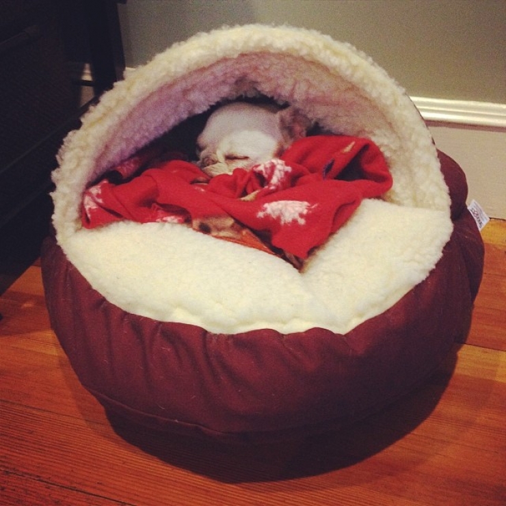 Illustration de l'article : 20 chiens qui ne quitteraient leurs nids chauds et douillets pour rien au monde