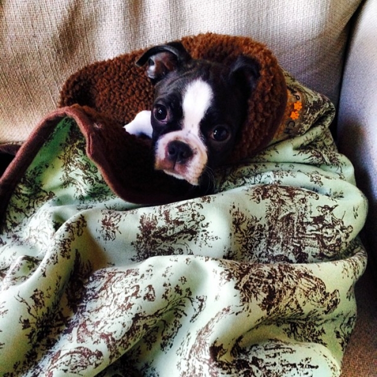 Illustration de l'article : 20 chiens qui ne quitteraient leurs nids chauds et douillets pour rien au monde