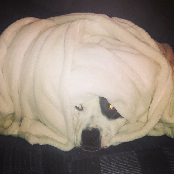 Illustration de l'article : 20 chiens qui ne quitteraient leurs nids chauds et douillets pour rien au monde