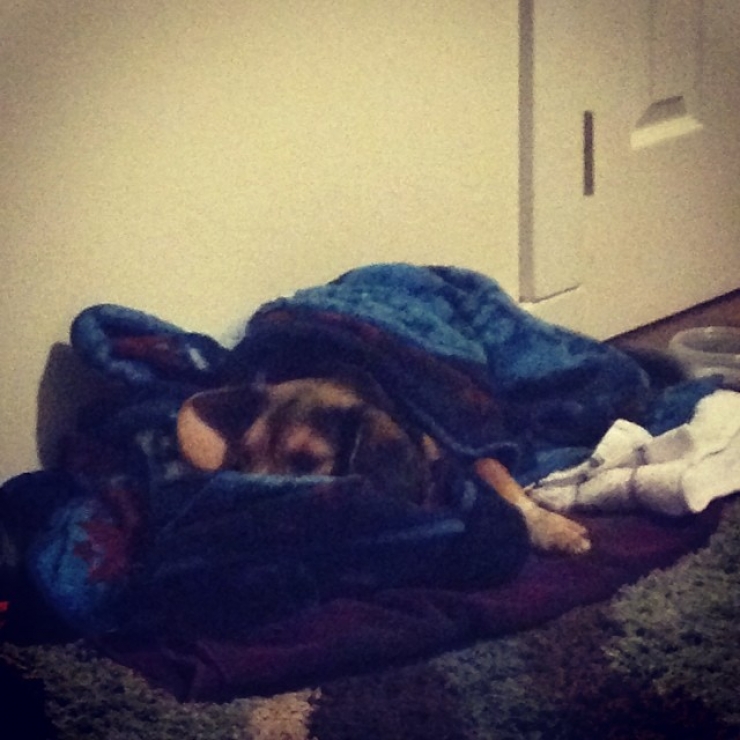 Illustration de l'article : 20 chiens qui ne quitteraient leurs nids chauds et douillets pour rien au monde