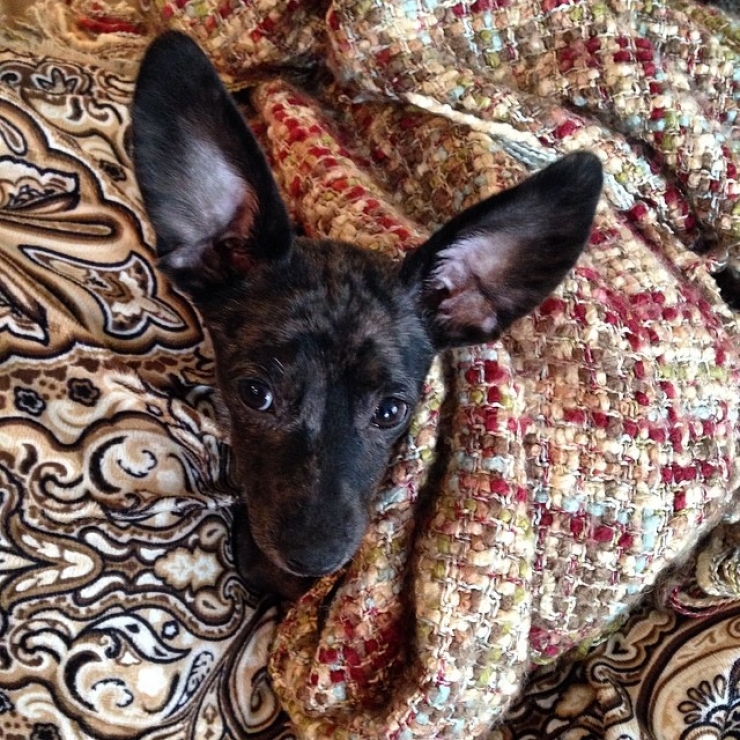 Illustration de l'article : 20 chiens qui ne quitteraient leurs nids chauds et douillets pour rien au monde