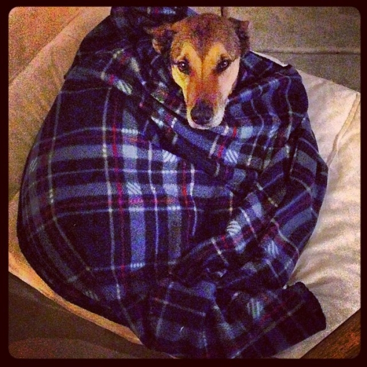 Illustration de l'article : 20 chiens qui ne quitteraient leurs nids chauds et douillets pour rien au monde