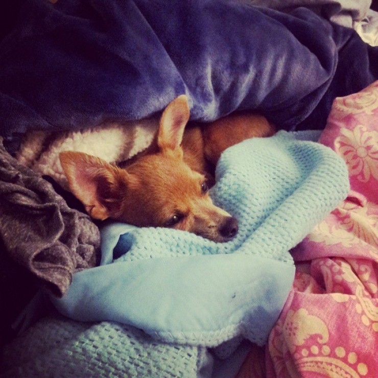 Illustration de l'article : 20 chiens qui ne quitteraient leurs nids chauds et douillets pour rien au monde