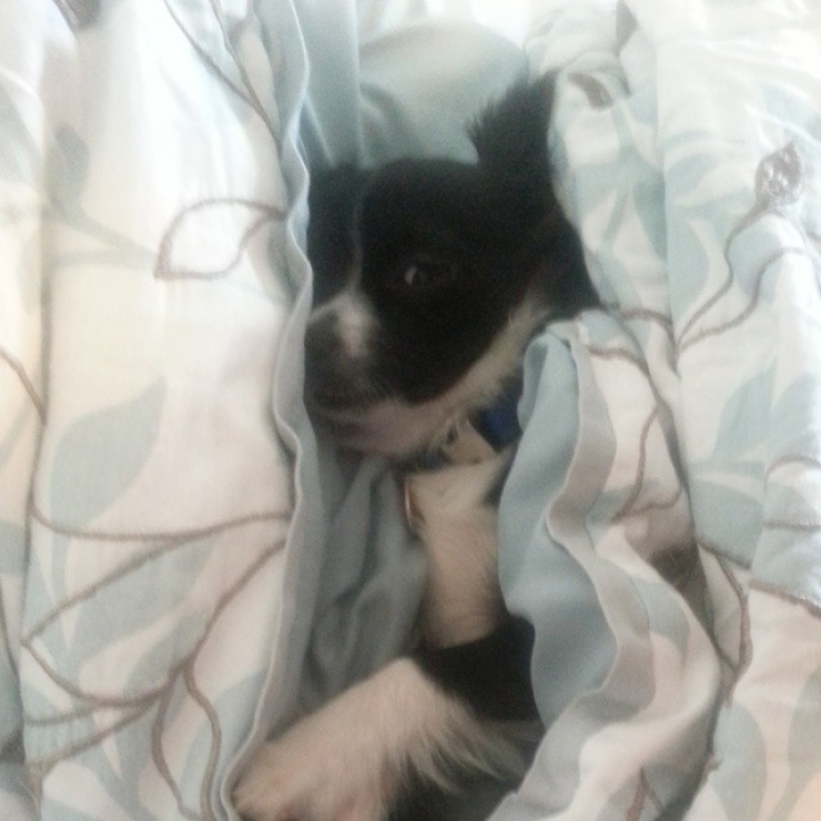 Illustration de l'article : 20 chiens qui ne quitteraient leurs nids chauds et douillets pour rien au monde