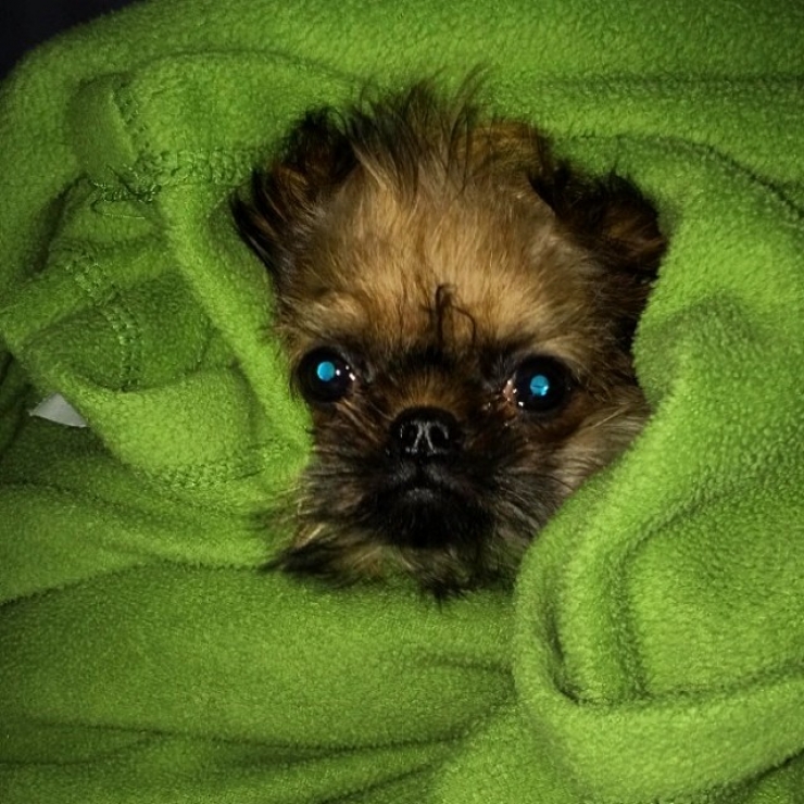 Illustration de l'article : 20 chiens qui ne quitteraient leurs nids chauds et douillets pour rien au monde