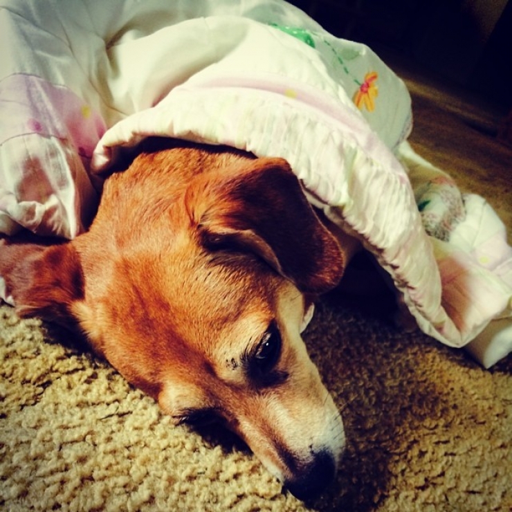 Illustration de l'article : 20 chiens qui ne quitteraient leurs nids chauds et douillets pour rien au monde