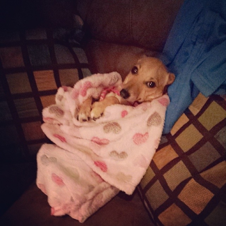 Illustration de l'article : 20 chiens qui ne quitteraient leurs nids chauds et douillets pour rien au monde